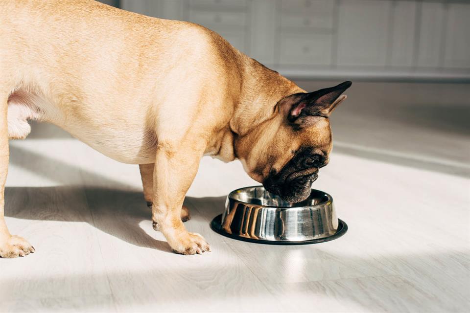 Selecting dog bowls according to their temperament and breed